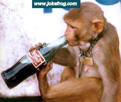 Macaco com sede